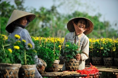 Thị trường hoa tết nguồn cung lớn, giá nhỉnh